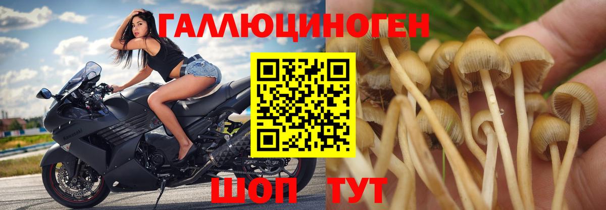 Галлюциногенные грибы Psilocybine cubensis Донской